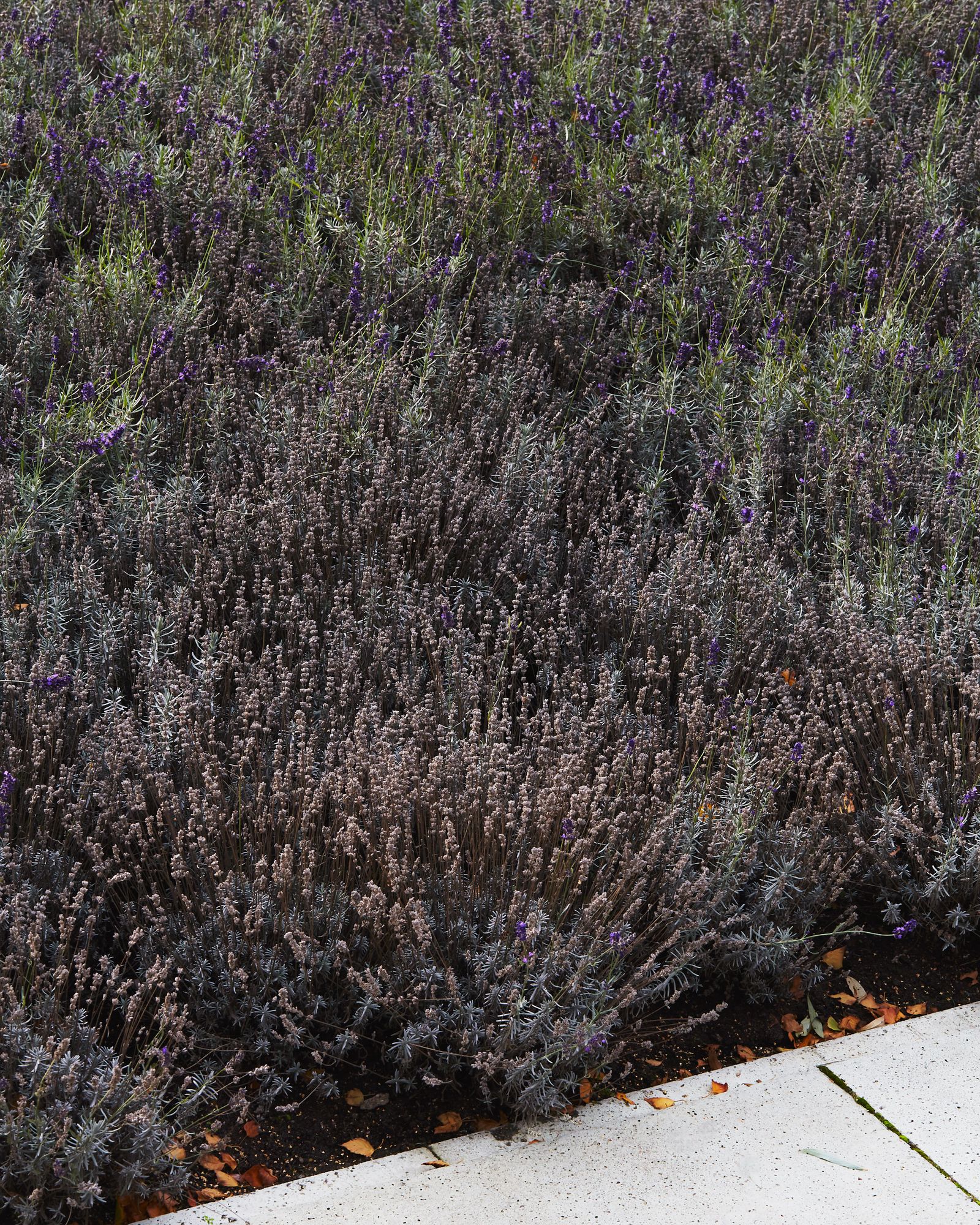 Lavendel langs een betonnen pad. Foto: Johan Nieuwenhuize.